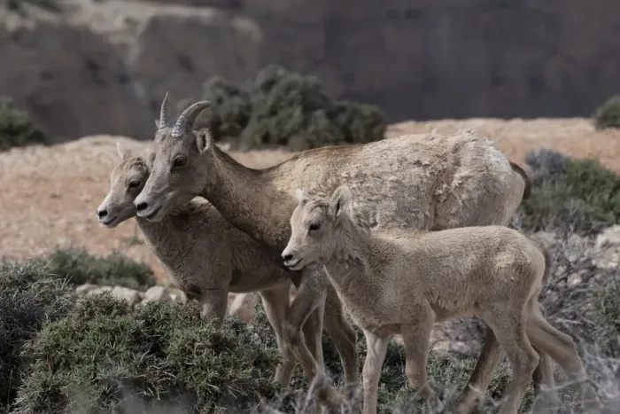 Framed Print : USA, Wyoming. Bighorn Sheep, Ewe and lambs, Bighorn Canyon National Recreation Area Framed Print : USA, Wyoming. Bighorn Sheep, Ewe and lambs, Bighorn Canyon National Recreation Area