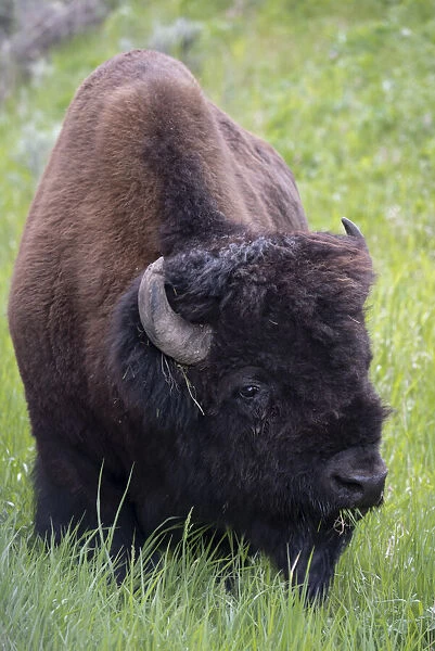 USA, Wyoming. Bison grazing, Yellowstone National Park