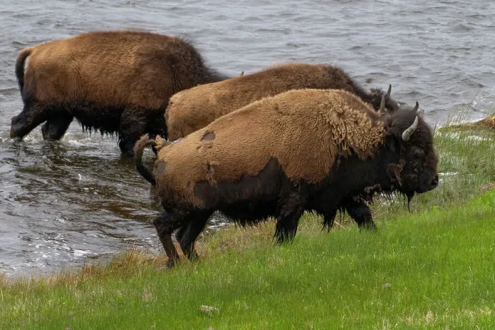 Framed Print : USA, Wyoming. Bison, Yellowstone National Park Framed Print : USA, Wyoming. Bison, Yellowstone National Park