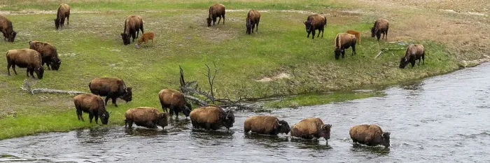 Framed Print : USA, Wyoming. Bison, Yellowstone National Park Framed Print : USA, Wyoming. Bison, Yellowstone National Park
