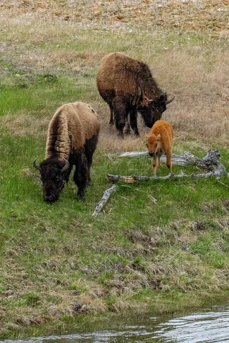 Framed Print : USA, Wyoming. Bison, Yellowstone National Park Framed Print : USA, Wyoming. Bison, Yellowstone National Park