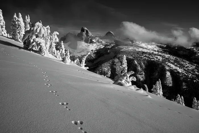 Framed Print : USA, Wyoming. Black and white photo of rabbit tracks in snow and landscape on west side of Teton Range