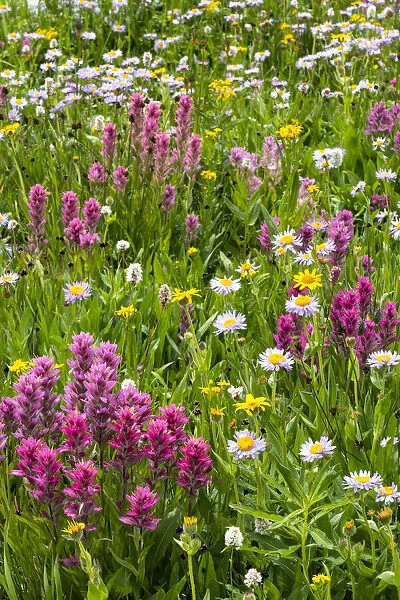 USA, Wyoming. Blooming alpine wildflowers, Beartooth Highway