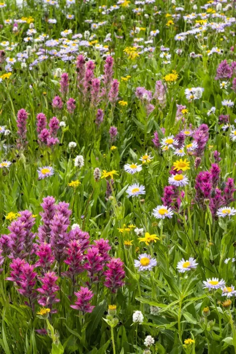 Framed Print : USA, Wyoming. Blooming alpine wildflowers, Beartooth Highway Framed Print : USA, Wyoming. Blooming alpine wildflowers, Beartooth Highway