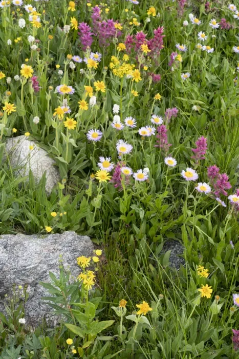 Framed Print : USA, Wyoming. Blooming alpine wildflowers, Beartooth Highway Framed Print : USA, Wyoming. Blooming alpine wildflowers, Beartooth Highway