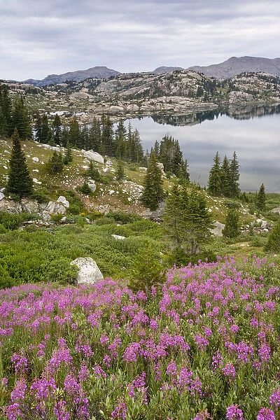 USA, Wyoming, Bridger National Forest, Bridger Wilderness. Fireweed wildflowers grow