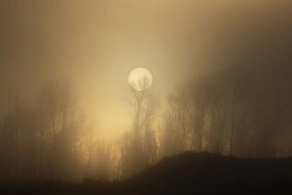 USA, Wyoming, Bridger-Teton National Forest. Trees silhouetted by foggy spring sunrise