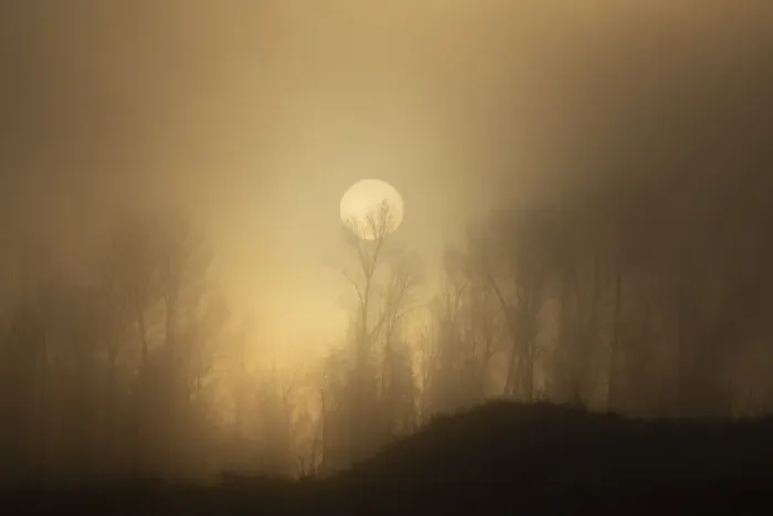 Framed Print : USA, Wyoming, Bridger-Teton National Forest. Trees silhouetted by foggy spring sunrise