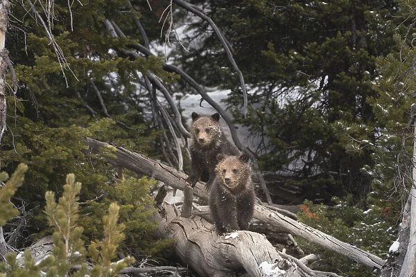USA, Wyoming, Bridger-Teton National Forest. Grizzly bear cubs on logs
