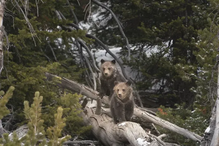 Framed Print : USA, Wyoming, Bridger-Teton National Forest. Grizzly bear cubs on logs Framed Print : USA, Wyoming, Bridger-Teton National Forest. Grizzly bear cubs on logs