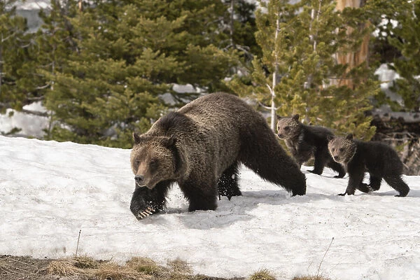 USA, Wyoming, Bridger-Teton National Forest. Grizzly bear sow with spring cubs