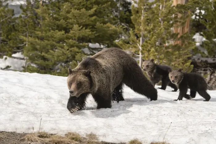 Framed Print : USA, Wyoming, Bridger-Teton National Forest. Grizzly bear sow with spring cubs Framed Print : USA, Wyoming, Bridger-Teton National Forest. Grizzly bear sow with spring cubs