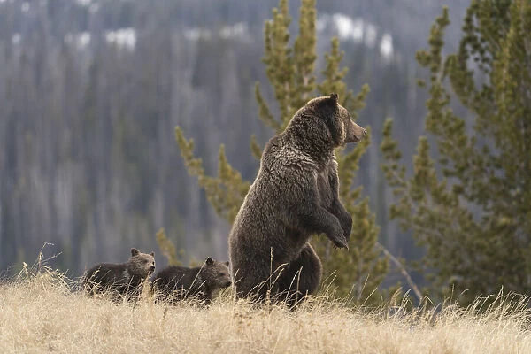 USA, Wyoming, Bridger-Teton National Forest. Standing grizzly bear sow with spring cubs