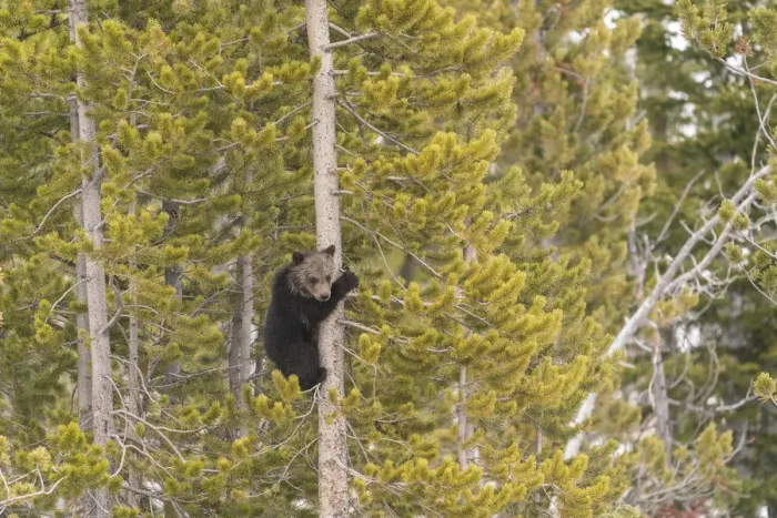 Framed Print : USA, Wyoming, Bridger-Teton National Forest. Grizzly bear cub climbing pine tree Framed Print : USA, Wyoming, Bridger-Teton National Forest. Grizzly bear cub climbing pine tree
