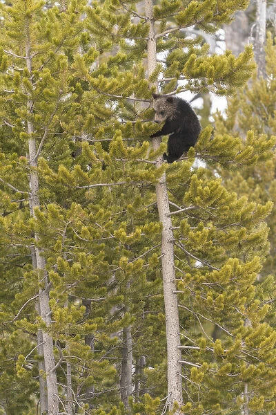 USA, Wyoming, Bridger-Teton National Forest. Grizzly bear cub climbing pine tree