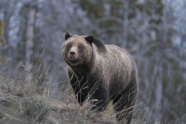 USA, Wyoming, Bridger-Teton National Forest. Grizzly bear sow close-up