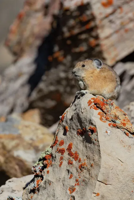 Framed Print : USA, Wyoming, Bridger Teton National Forest. North American pika in lichen covered rocks Framed Print : USA, Wyoming, Bridger Teton National Forest. North American pika in lichen covered rocks