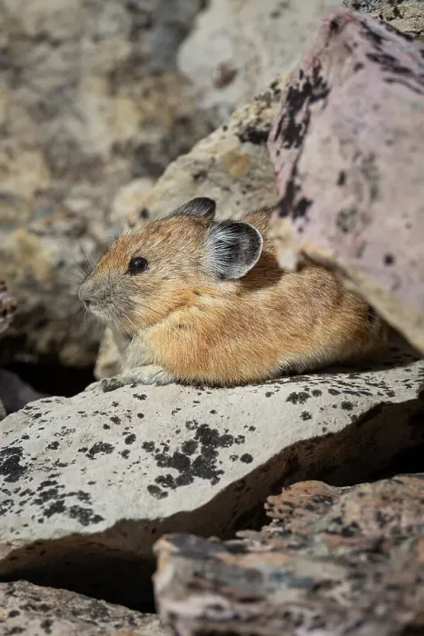 Framed Print : USA, Wyoming, Bridger Teton National Forest. North American pika in lichen covered rocks Framed Print : USA, Wyoming, Bridger Teton National Forest. North American pika in lichen covered rocks