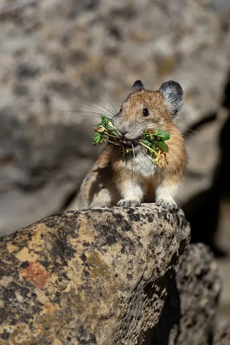 Framed Print : USA, Wyoming, Bridger Teton National Forest. North American pika, collecting food in lichen covered rocks Framed Print : USA, Wyoming, Bridger Teton National Forest. North American pika, collecting food in lichen covered rocks