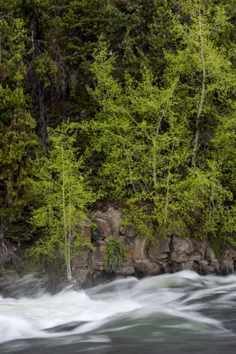 Framed Print : USA, Wyoming. Budding trees, La Grange Cascade, Yellowstone National Park