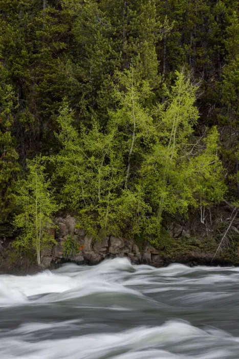 Framed Print : USA, Wyoming. Budding trees, La Grange Cascade, Yellowstone National Park Framed Print : USA, Wyoming. Budding trees, La Grange Cascade, Yellowstone National Park