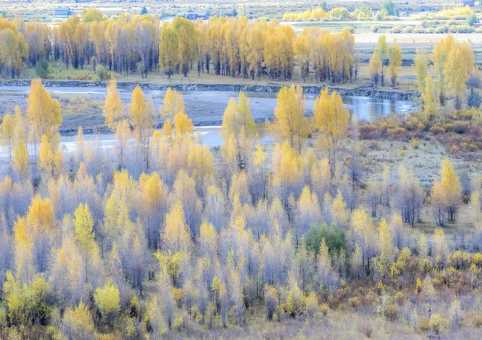 Framed Print : USA, Wyoming, Buffalo Fork River and Cottonwoods in fall color Framed Print : USA, Wyoming, Buffalo Fork River and Cottonwoods in fall color