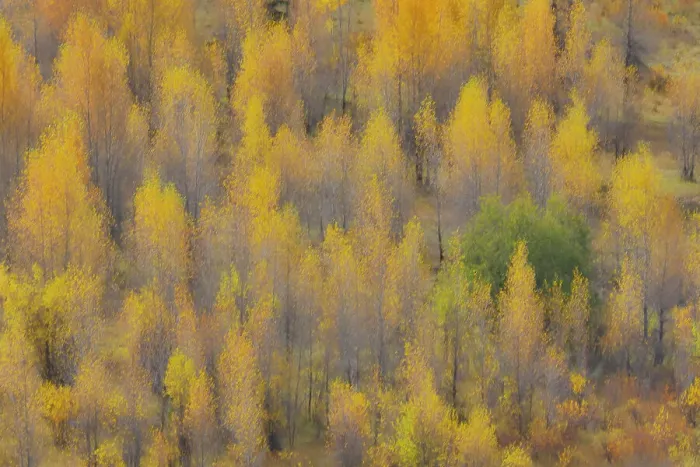 Framed Print : USA, Wyoming. Buffalo Valley Road and Buffalo Fork River with Autumn Colors on cottonwood trees Framed Print : USA, Wyoming. Buffalo Valley Road and Buffalo Fork River with Autumn Colors on cottonwood trees