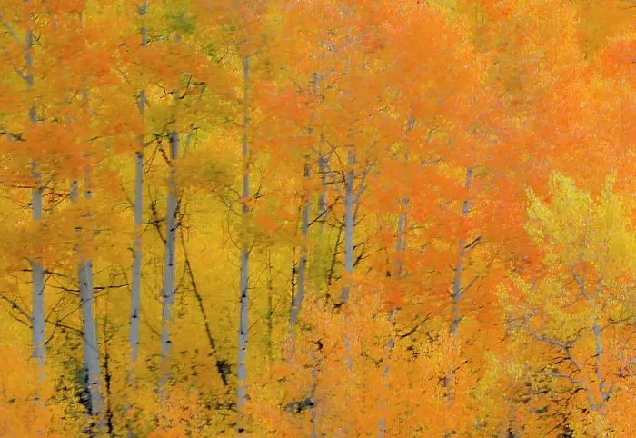 Framed Print : USA, Wyoming. Buffalo Valley Road and Buffalo Fork River with Autumn Colors on orange colored Aspen grove Framed Print : USA, Wyoming. Buffalo Valley Road and Buffalo Fork River with Autumn Colors on orange colored Aspen grove