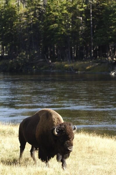 USA, Wyoming, Bull Bison Walking Along River, Yellowstone National Park