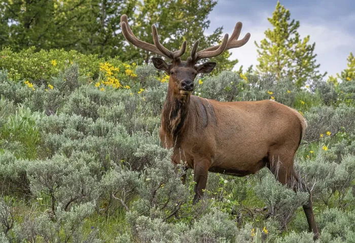 Framed Print : USA, Wyoming. Bull elk portrait and arrowleaf balsamroot wildflowers, Grand Teton National Park