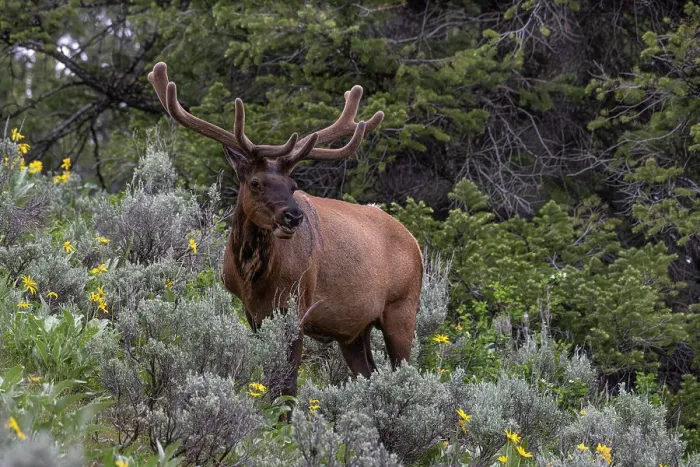 Framed Print : USA, Wyoming. Bull elk portrait and arrowleaf balsamroot wildflowers, Grand Teton National Park Framed Print : USA, Wyoming. Bull elk portrait and arrowleaf balsamroot wildflowers, Grand Teton National Park