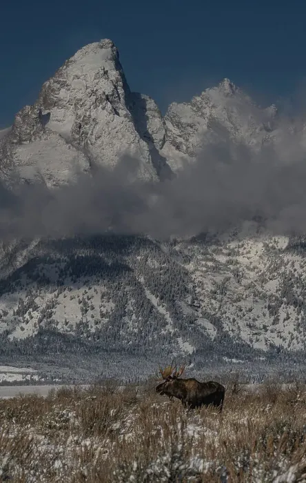 Framed Print : USA, Wyoming. Bull moose in front of Teton Peaks, Grand Teton National Park