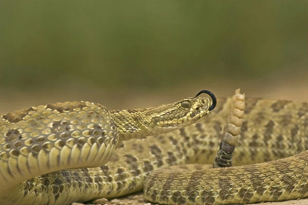 USA, Wyoming, Carbon County. Close-up of prairie rattlesnake. Credit as: Cathy