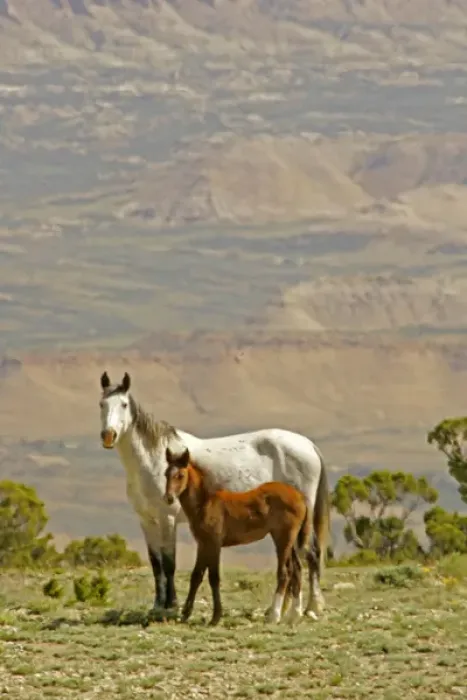 Framed Print : USA, Wyoming, Carbon County. Wild horse mare and colt