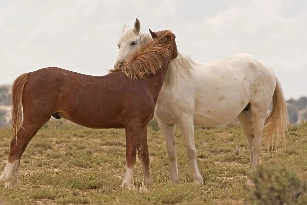 USA, Wyoming, Carbon County. Wild horses grooming each other