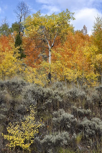 USA, Wyoming. Colorful autumn foliage, Grand Teton National Park