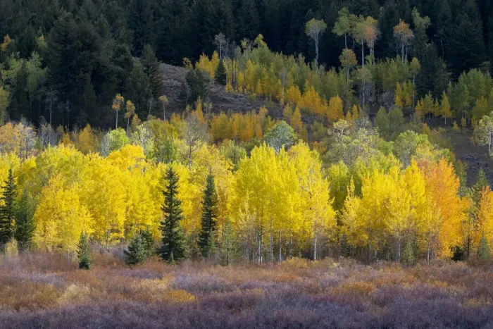 Framed Print : USA, Wyoming. Colorful autumn foliage, Grand Teton National Park