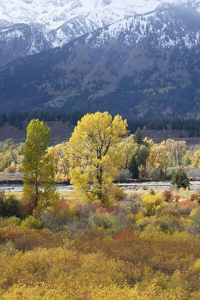 USA, Wyoming. Colorful autumn foliage along the Snake River, Grand Teton National Park