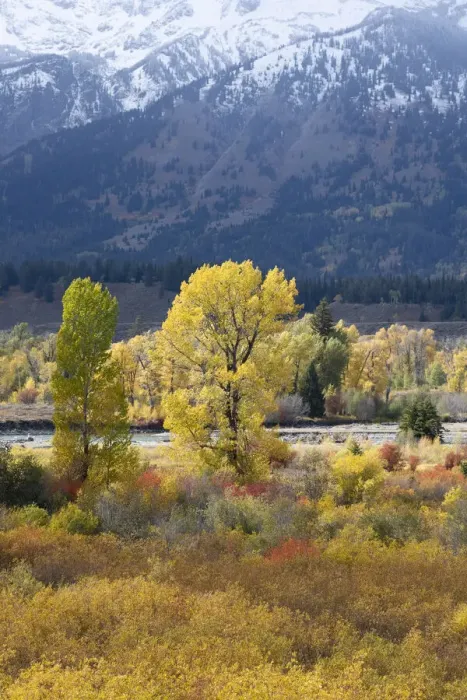 Framed Print : USA, Wyoming. Colorful autumn foliage along the Snake River, Grand Teton National Park Framed Print : USA, Wyoming. Colorful autumn foliage along the Snake River, Grand Teton National Park