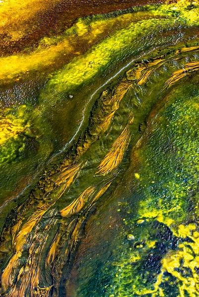 USA, Wyoming. Colorful bacteria mat run-off at Pump Springs, Yellowstone National Park