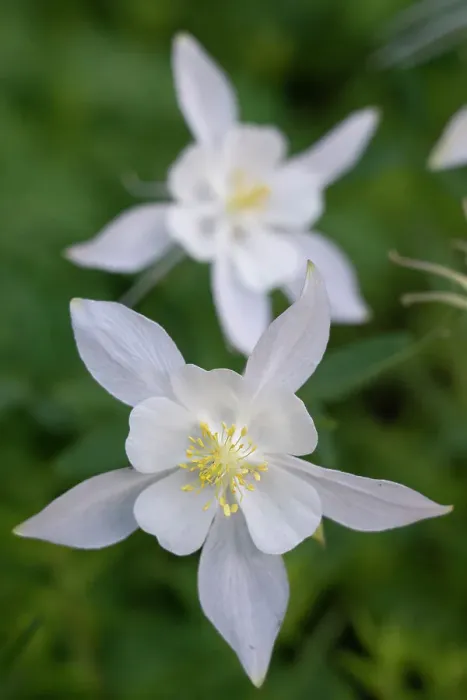 Framed Print : USA, Wyoming. Columbine wildflowers, Grand Teton National Park Framed Print : USA, Wyoming. Columbine wildflowers, Grand Teton National Park