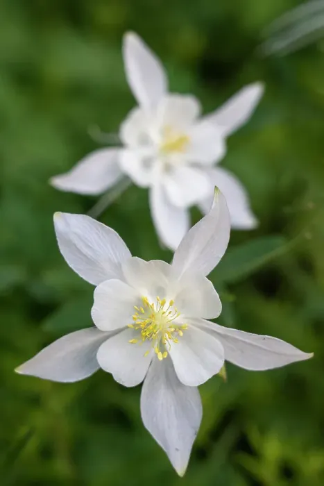 Framed Print : USA, Wyoming. Columbine wildflowers, Grand Teton National Park Framed Print : USA, Wyoming. Columbine wildflowers, Grand Teton National Park