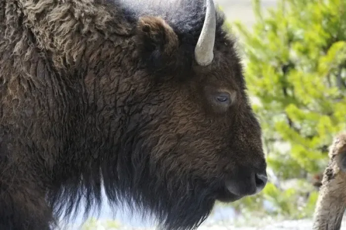 Framed Print : USA, Wyoming, Cow Bison, Yellowstone National Park