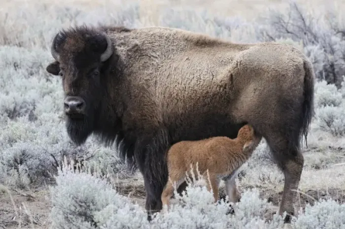 Framed Print : USA, Wyoming, Cow Nursing Bison Calf, Yellowstone National Park Framed Print : USA, Wyoming, Cow Nursing Bison Calf, Yellowstone National Park