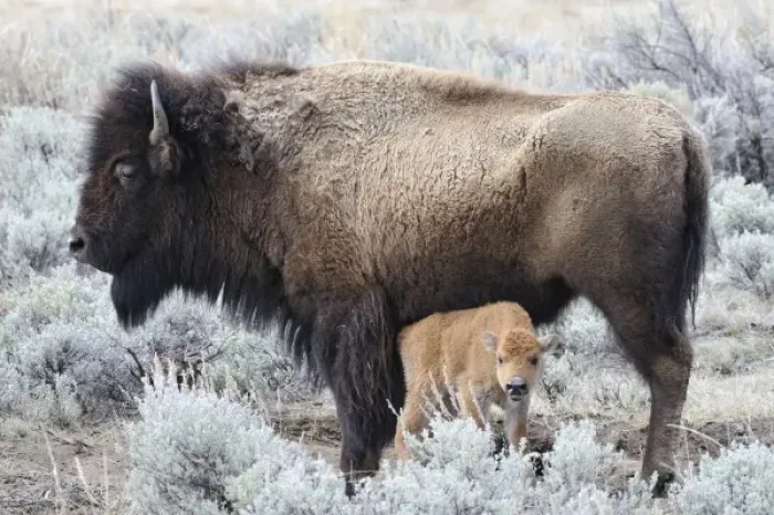 Framed Print : USA, Wyoming, Cow Nursing Bison Calf, Yellowstone National Park Framed Print : USA, Wyoming, Cow Nursing Bison Calf, Yellowstone National Park
