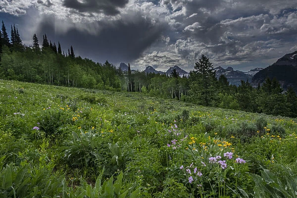 USA, Wyoming. Dramatic clouds and wildflowers in meadow west side of Teton Mountains
