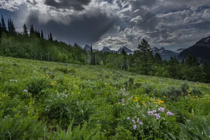 Framed Print : USA, Wyoming. Dramatic clouds and wildflowers in meadow west side of Teton Mountains Framed Print : USA, Wyoming. Dramatic clouds and wildflowers in meadow west side of Teton Mountains