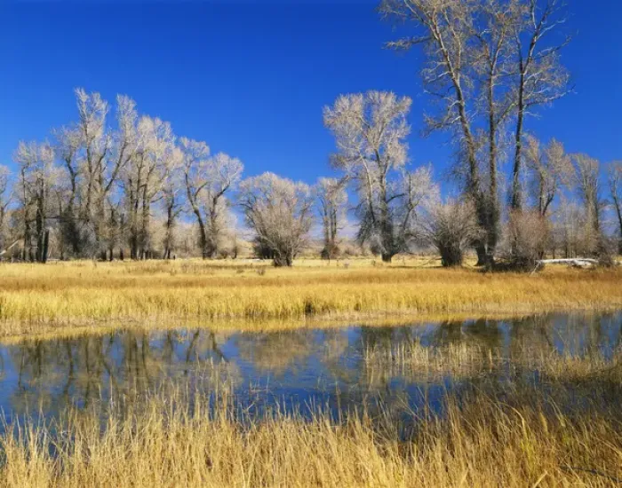 Framed Print : USA, Wyoming, Evanston, Bear River, Reflections of trees and rushes in river