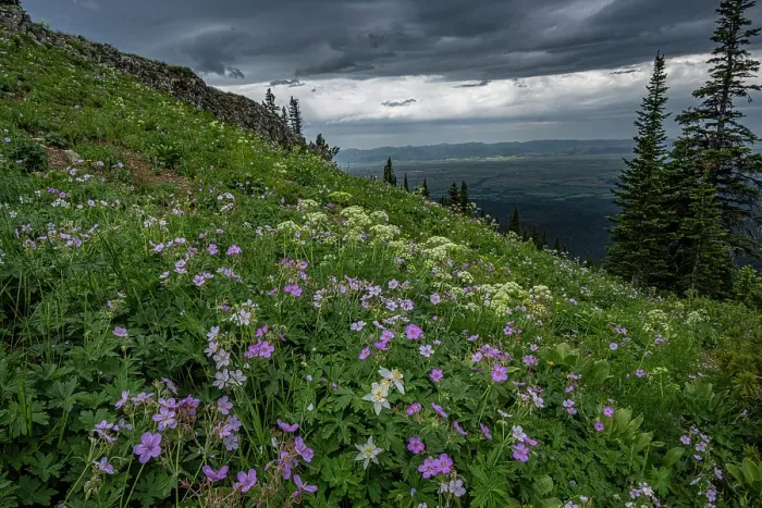 Framed Print : USA, Wyoming. Field of columbine, geranium, cow parsnip and view of Teton Valley