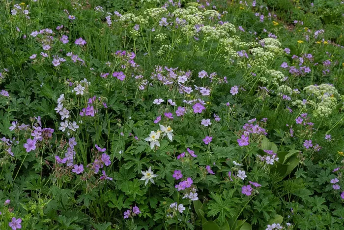 Framed Print : USA, Wyoming. Field of columbine, geranium, cow parsnip Framed Print : USA, Wyoming. Field of columbine, geranium, cow parsnip